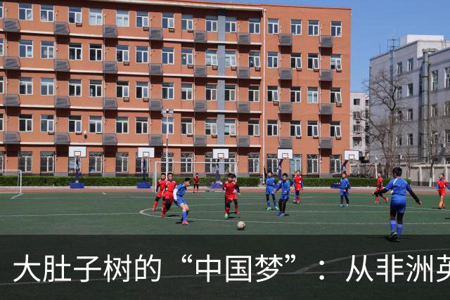 大肚子树的“中国梦”：从非洲英雄到豆芽菜的传奇